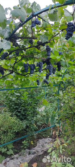 Продаются саженцы винограда