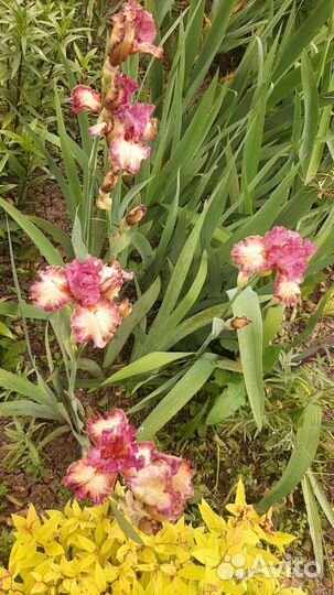 Ирисы сортовые