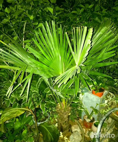 Пальма Трахикарпус Форчуна