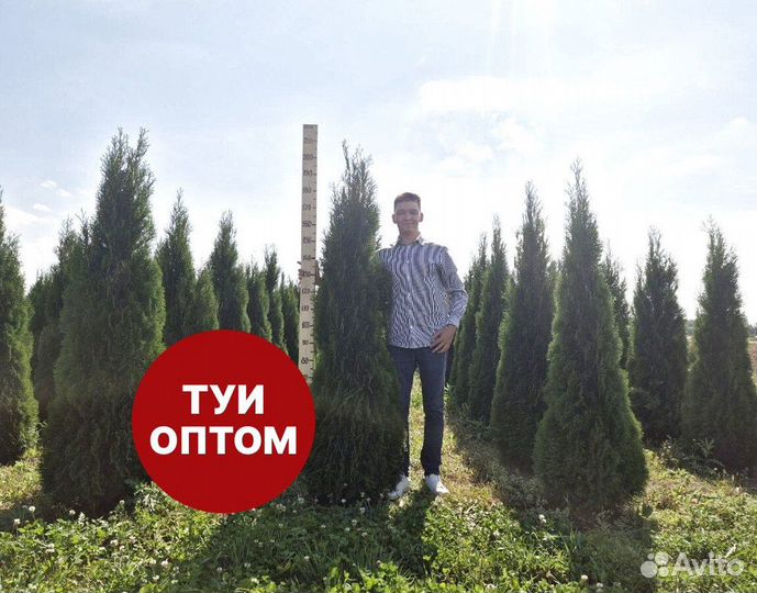 Туя смарагд рост 197,5 см /опт 150 шт