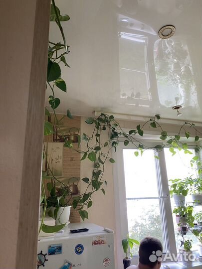 Сциндапсус