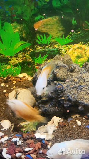 Цихлазома чернополосая и фламинго