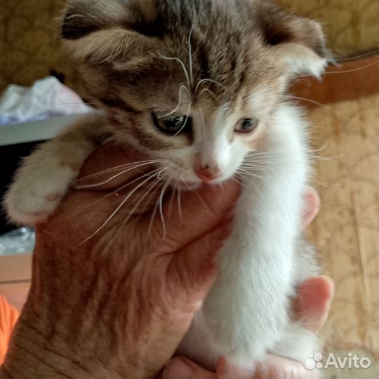 Кошки в добрые руки бесплатно