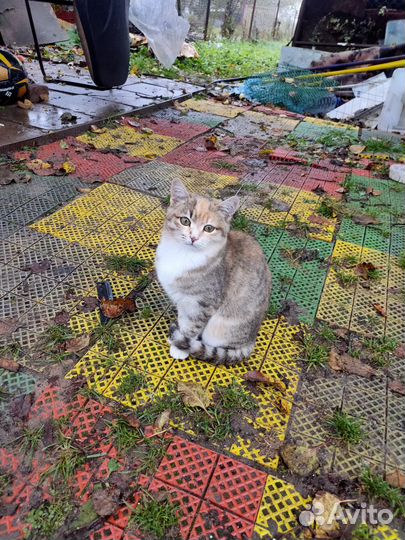 Отдам бесплатно