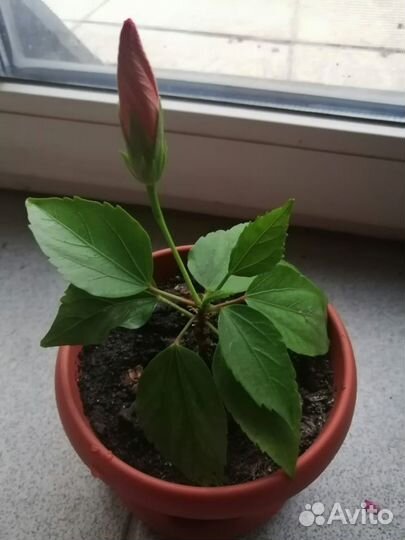 Гибискус китайская роза, Фиалка