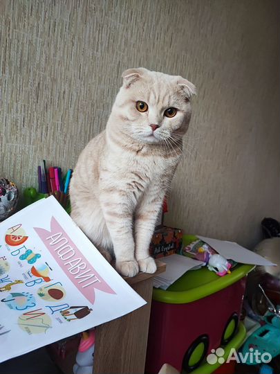 Шотландский вислоухий кот вязка