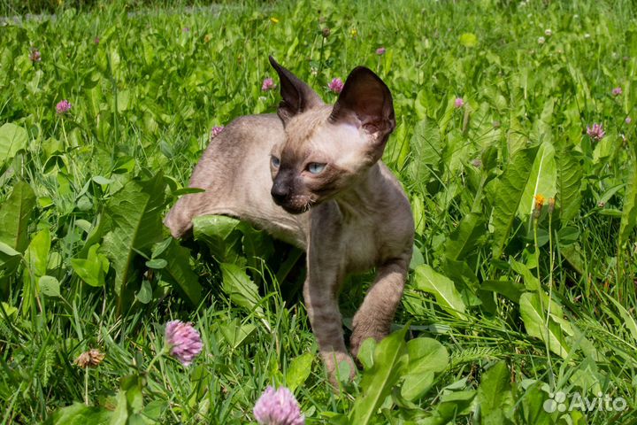 Котята корниш-рекс с документами