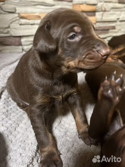 Щенки добермана