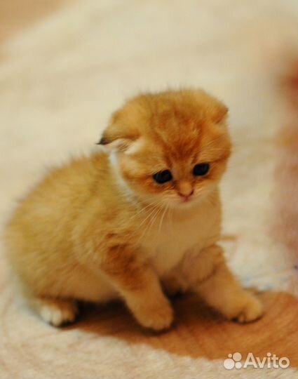 Шотландские вислоухие и прямоухие котята