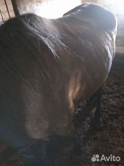 Кобыла с жеребенком