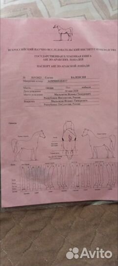 Лошади на Продажу