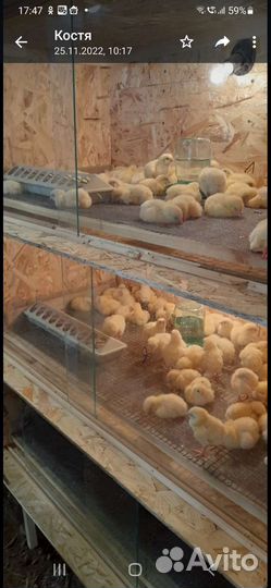 Брудер для цыплят