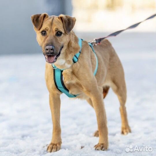 Собака Ириска в добрые руки в дар бесплатно