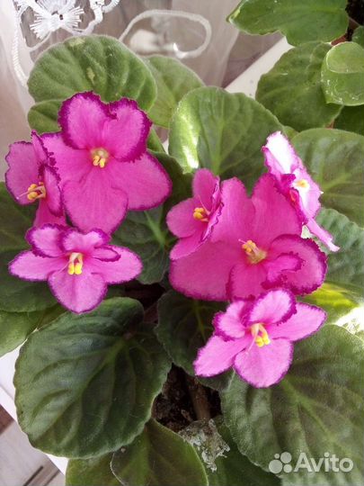 Фиалка в горшках