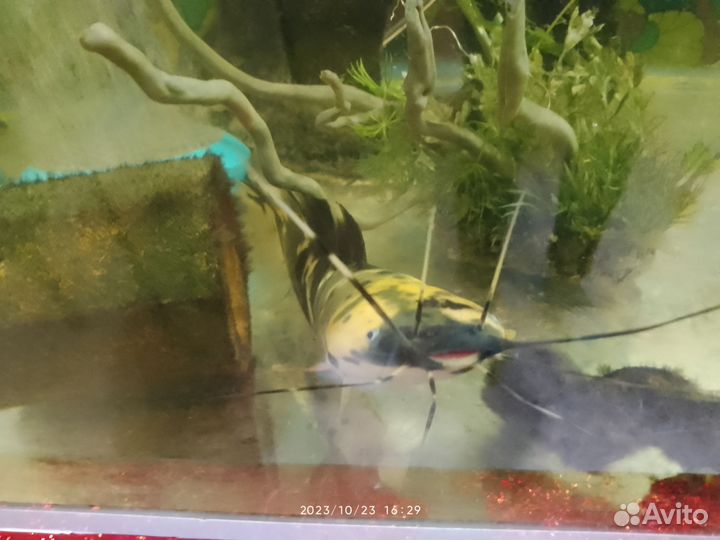 Сом клариус