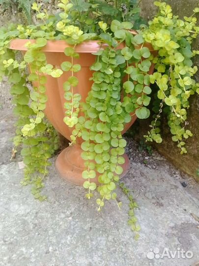 Вербейник монетчатый