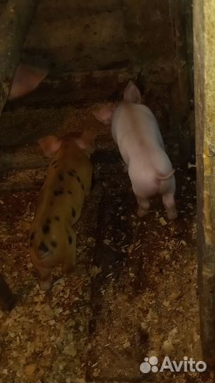 Продам поросят