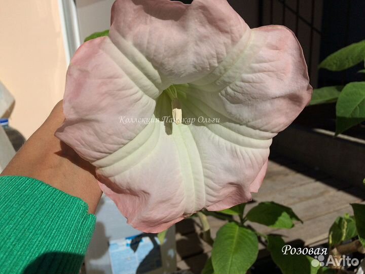 Бругмансия