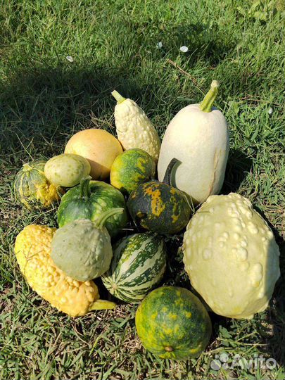 Декоративные потрясающие тыквы оптом по РФ