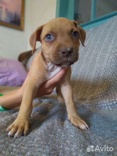 Щенки питбуля апбт