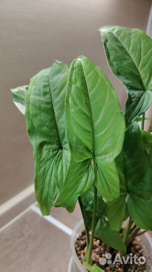 Сингониум imperial вайт + мохито