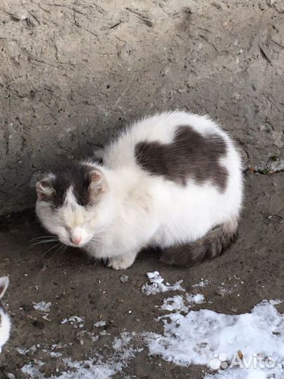 Кошки и котята