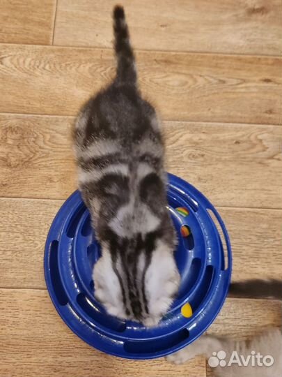 Шотландский котенок