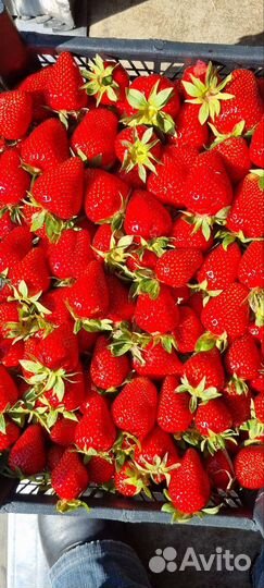 Клубника вкусная сладкая из Кубани огнище