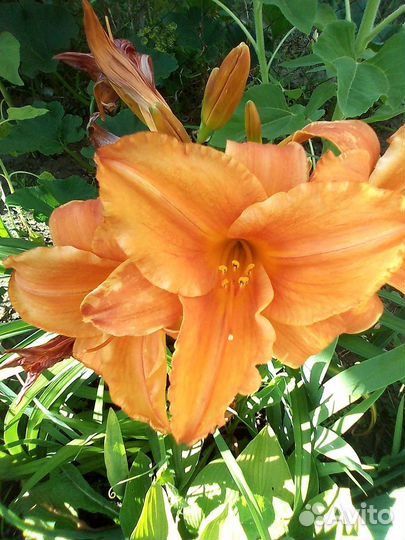 Лилейники сортовые