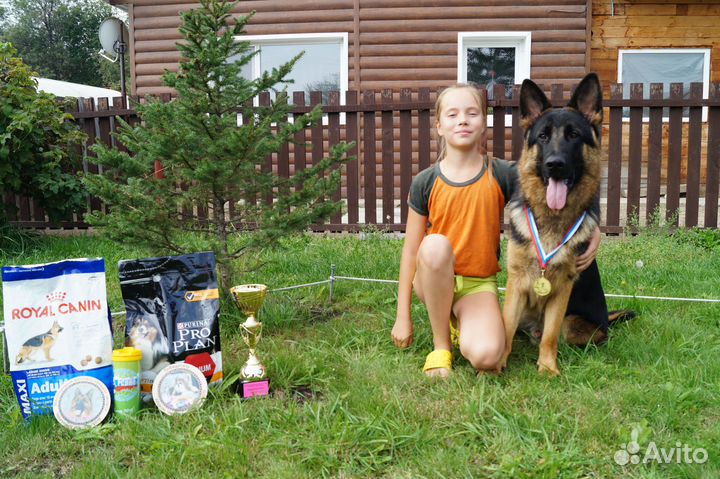 Очень красивые щенки немецкой овчарки с док-ми РКФ