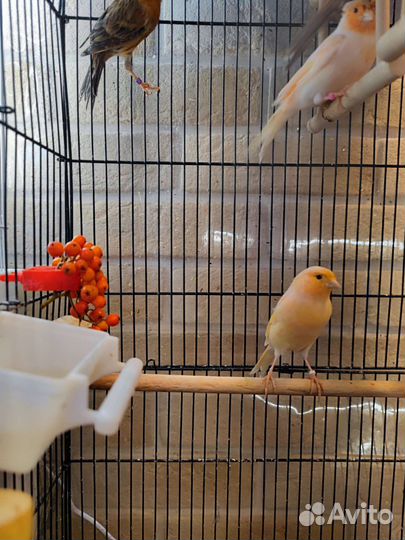 Кенар и канарейка