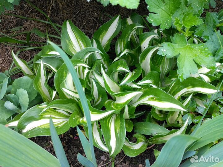 Хоста волнистая Медиовариегата