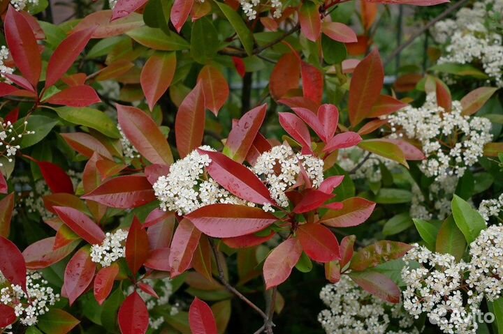 Фотиния Фразера, семена