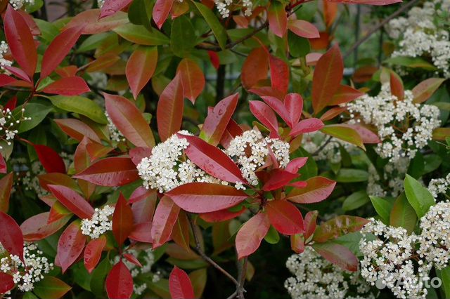 Фотиния Фразера, семена