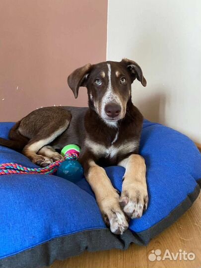 Щенок в добрые руки