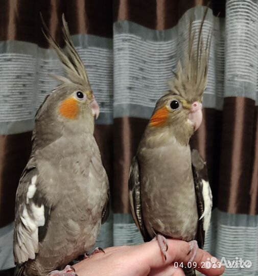 Попугай корелла птенец