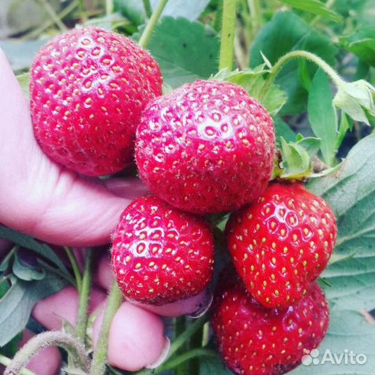 Саженцы клубники