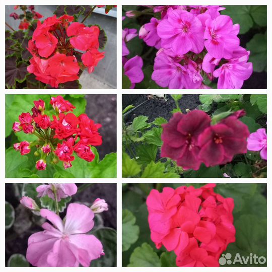 Пеларгония герань сортовая