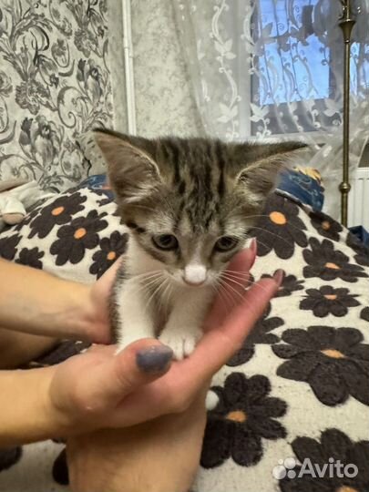 Кошка в дар