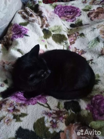 Кошечка Багира в добрые руки