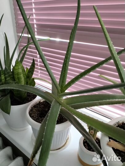 Алоэ лечебный 4 года