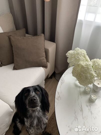 Домашняя передержка домашних животных