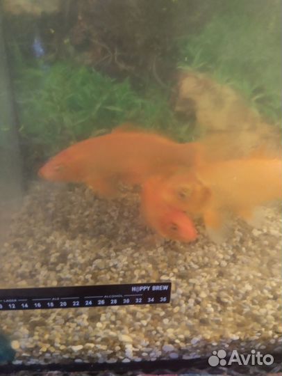 Продам карпов кои