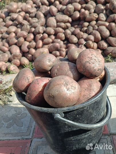 Картофель, желтый