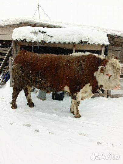 Быки на племя