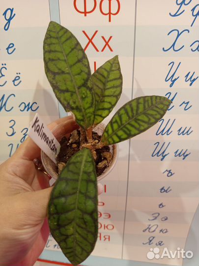 Хойя калистрофилла калимантан