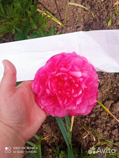 Пион Гуди Goody