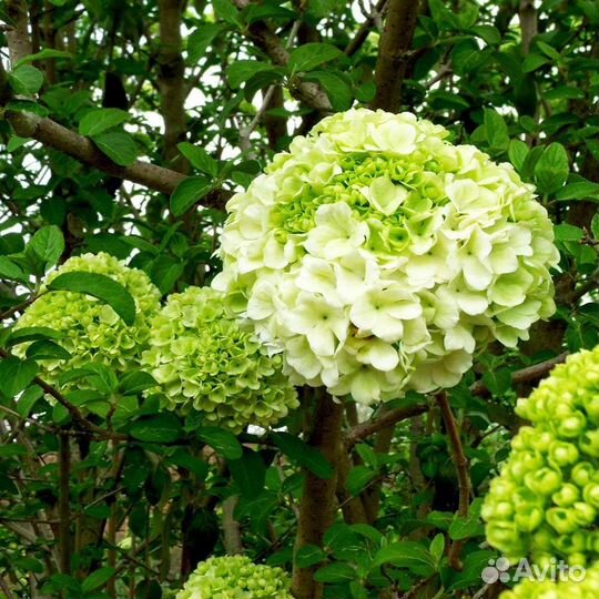 Калина Бульденеж