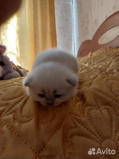 Шотландские вислоухие