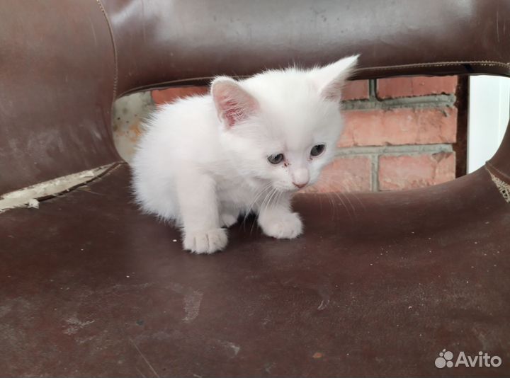 Кошка турецкая ангора